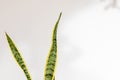 Sansevieria Trifasciata Laurentii snake plant leaves on isolated white background Royalty Free Stock Photo