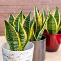 Sansevieria trifasciata Laurentii - Variegated Snake Plant Royalty Free Stock Photo