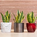 Sansevieria trifasciata Laurentii - Variegated Snake Plant Royalty Free Stock Photo