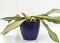 Sansevieria Trifasciata moonshine snakeplant dying plant