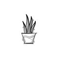 Sansevieria trifasciata in a pot sketch icon.