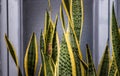 Sansevieria trifasciata Prain Snake Plant Plant with striking, colorful pointed leaves