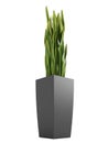 Sansevieria trifasciata, the snake plant Royalty Free Stock Photo