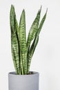 Sansevieria trifasciata Snake Plant in gray pot with white background Royalty Free Stock Photo