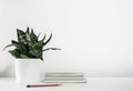 Sansevieria trifasciata or Snake plant in pot and book Royalty Free Stock Photo