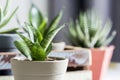 Sansevieria trifasciata or Snake plant in pot Royalty Free Stock Photo