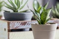 Sansevieria trifasciata or Snake plant in pot Royalty Free Stock Photo