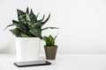 Sansevieria trifasciata or Snake plant in pot and mobile phone