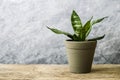 Sansevieria trifasciata or Snake plant in pot on old wood