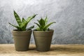 Sansevieria trifasciata or Snake plant in pot on old wood