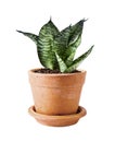 Sansevieria trifasciata or Snake plant in pot