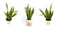 Sansevieria trifasciata or Snake plant in pot on a white background