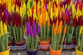 Sansevieria Velvet Touch. Plant with bright colored velvet peaks. Decorative plants for house