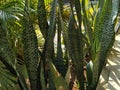 Sansevieria Zeylanica in the garden