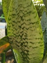 Leaf pattern of Sansevieria Zeylanica in the garden