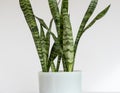 Sansevieria zeylanica snake plant on isolated white background