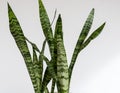Sansevieria Zeylanica snake plant leaves closeup on isolated white background