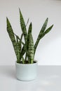 Sansevieria zeylanica in a white marble pot with minimalist concepton white isolated background