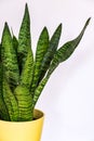 Sansevieria zeylanica in yellow pot. Royalty Free Stock Photo