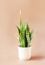 Sansevieriya houseplant in a floral ceramic pot