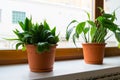 Sansevieriya and spathiphyllum stand on windowsill Royalty Free Stock Photo