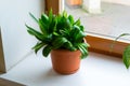 Sansevieriya stand on windowsill Royalty Free Stock Photo