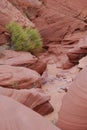 Sanstone slot canyon with stones and green plant