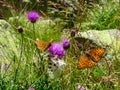 Sant\'Anna - Close up view on butterfly polluting purple thistle flower on alpine meadow