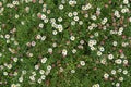 Santa Barbara daisy, Spanish daisy flowers in white, pink growing on green grass Royalty Free Stock Photo