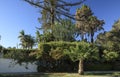 Santa Barbara neighborhood garden with a variety of plants Royalty Free Stock Photo