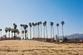 Santa Barbara sand beach with tall palms