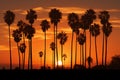 Santa Barbara sunset palm trees silhouette against the California sky Royalty Free Stock Photo