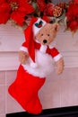 Santa Bear Christmas Stocking Royalty Free Stock Photo