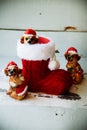 santa christmas dog in a red boot Royalty Free Stock Photo