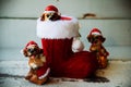 santa christmas dog in a red boot Royalty Free Stock Photo