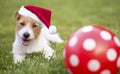 Santa christmas happy pet dog puppy with gift ball Royalty Free Stock Photo