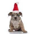Santa claus American bully sitting and looking curiously Royalty Free Stock Photo