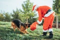 Santa Claus without beard playing with a German shepherd dog who is pulling him out of the gift bag Royalty Free Stock Photo