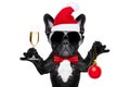 Santa claus christmas dog Royalty Free Stock Photo