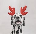 Santa claus dalmatian dog with new year horns and happy face Royalty Free Stock Photo
