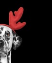 Santa claus dalmatian dog with new year horns and serious face. Isolated on black Royalty Free Stock Photo