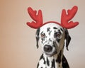 Santa claus dalmatian dog with new year horns and angry face Royalty Free Stock Photo