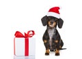 Santa claus dog on christmas holidays Royalty Free Stock Photo