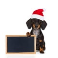 Santa claus dog on christmas holidays Royalty Free Stock Photo