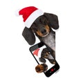 Santa claus dog on christmas holidays Royalty Free Stock Photo