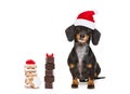 Santa claus dog on christmas holidays Royalty Free Stock Photo