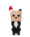 Santa claus dog paper bag on head Royalty Free Stock Photo