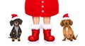 Santa claus dogs on christmas holidays Royalty Free Stock Photo