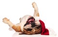 Santa claus english bulldog rolling on its back Royalty Free Stock Photo