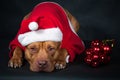 Santa Claus. Gnome, dwarf, leprechaun. Dog, pit bull in the clothes of Santa Claus.